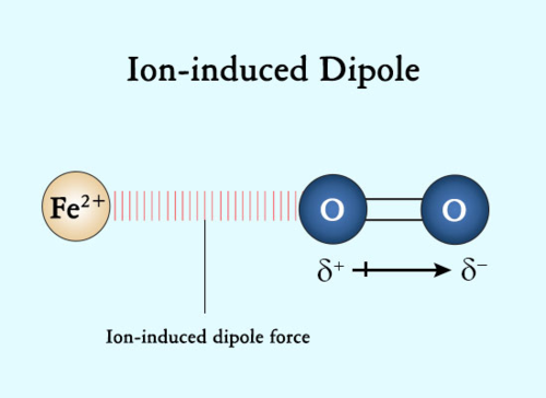 <ul><li><p>Similar to ion-dipole interactions, but they rely on an ion <strong>inducing a dipole</strong> in a non-polar species. The ion distorts the electron cloud, creating a temporary dipole.</p></li><li><p>They are&nbsp;<strong>much weaker</strong> than permanent dipole interactions.</p></li><li><p>These interactions are&nbsp;<strong>rare</strong> because ions typically do not dissolve in non-polar substances due to the salt's stronger ion-ion interactions.</p></li></ul><p></p>