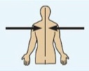 <p>Toward or at the midline of the body; inner side.</p>