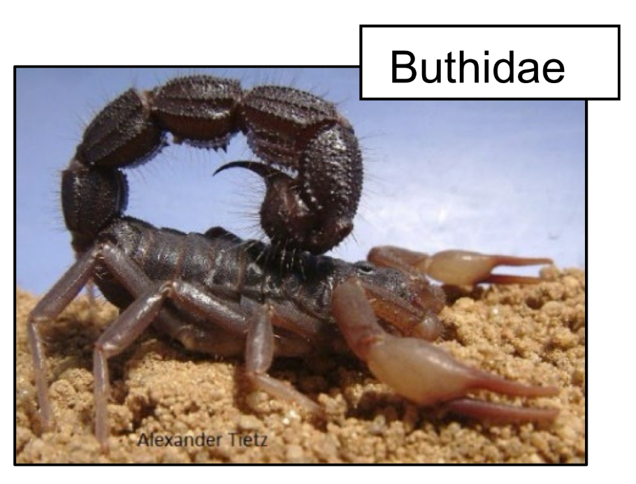 <p>Characteristics of Family Buthidae</p>