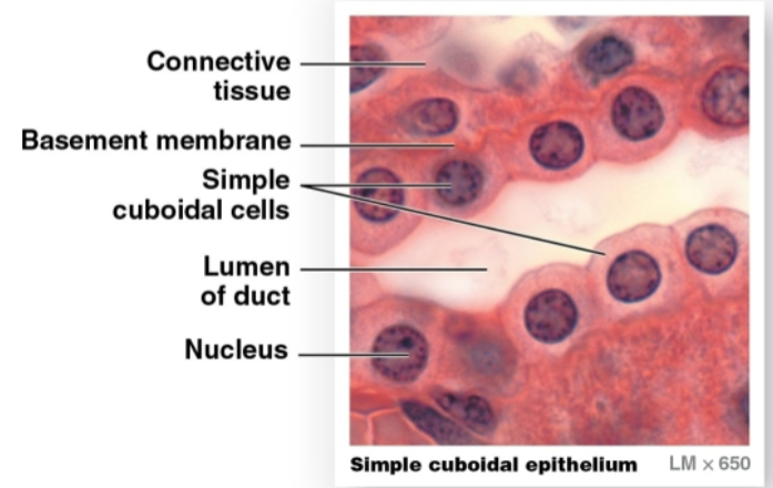 <p>Cells appear cube shaped</p>