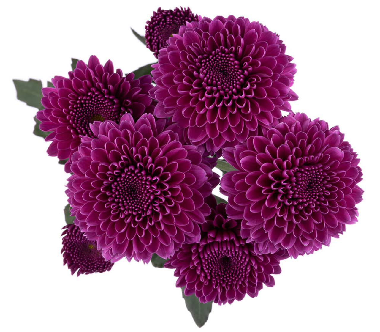 <p>Chrysanthemum</p>