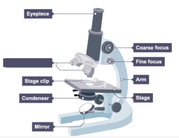 <p>Name the missing label on the microscope.</p>