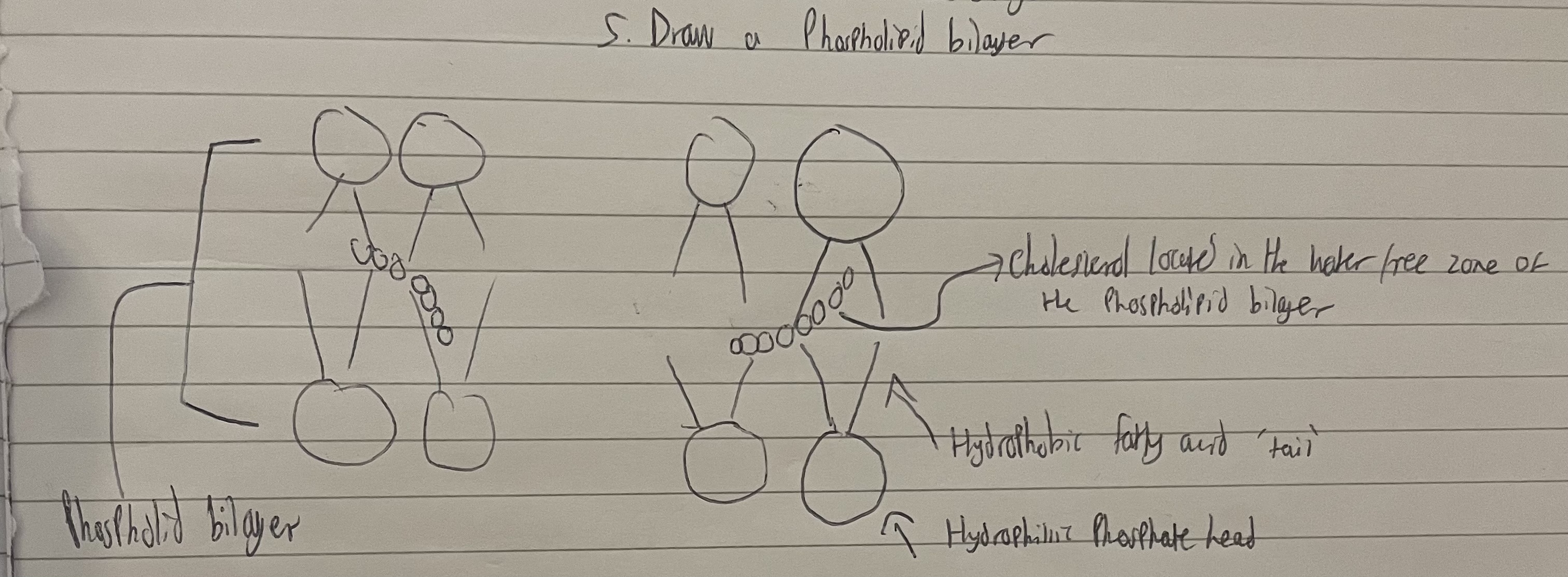 <p>Here is an image of a phospholipid bilayer:</p><p>Explain how cholesterol restricts the movement of fatty acid tails?</p><p></p>