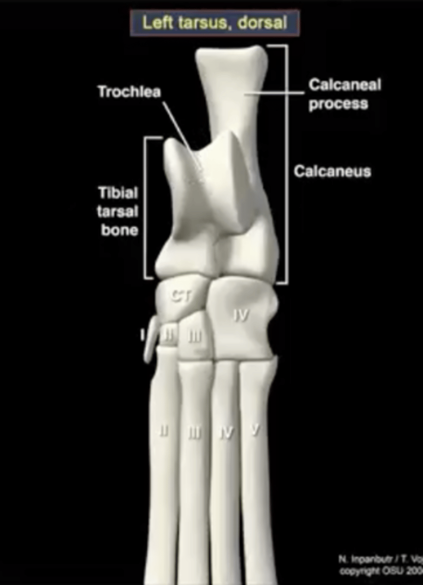 <p>ankle bone</p>