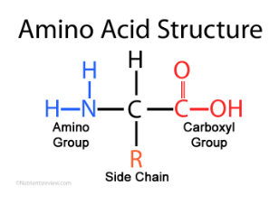 <p>Parts of an Amino acid (3) </p>