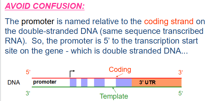 <p>- the promoter is named relative to the coding strand on the double stranded DNA (same sequence transcribed RNA). So the promoter is 5' to the transcription start site on the gene - which is double stranded DNA.</p>