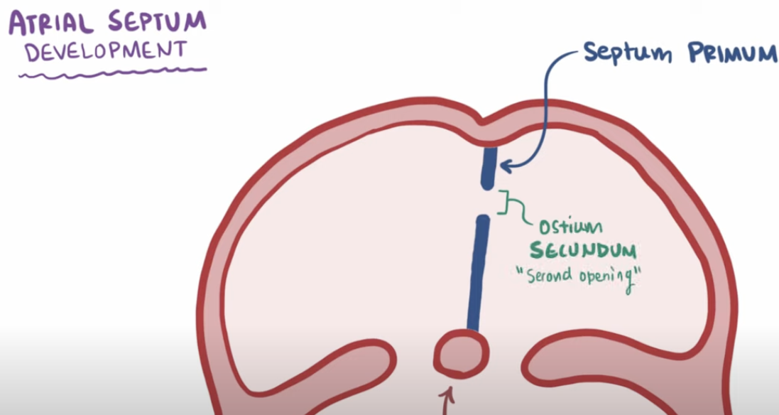 <p>Because a <span style="color: purple"><strong>second opening</strong></span><strong> </strong>called the <span style="color: purple"><strong>ostium secundum</strong></span><strong> </strong>develops on a <span style="color: purple"><strong>higher position </strong></span></p>