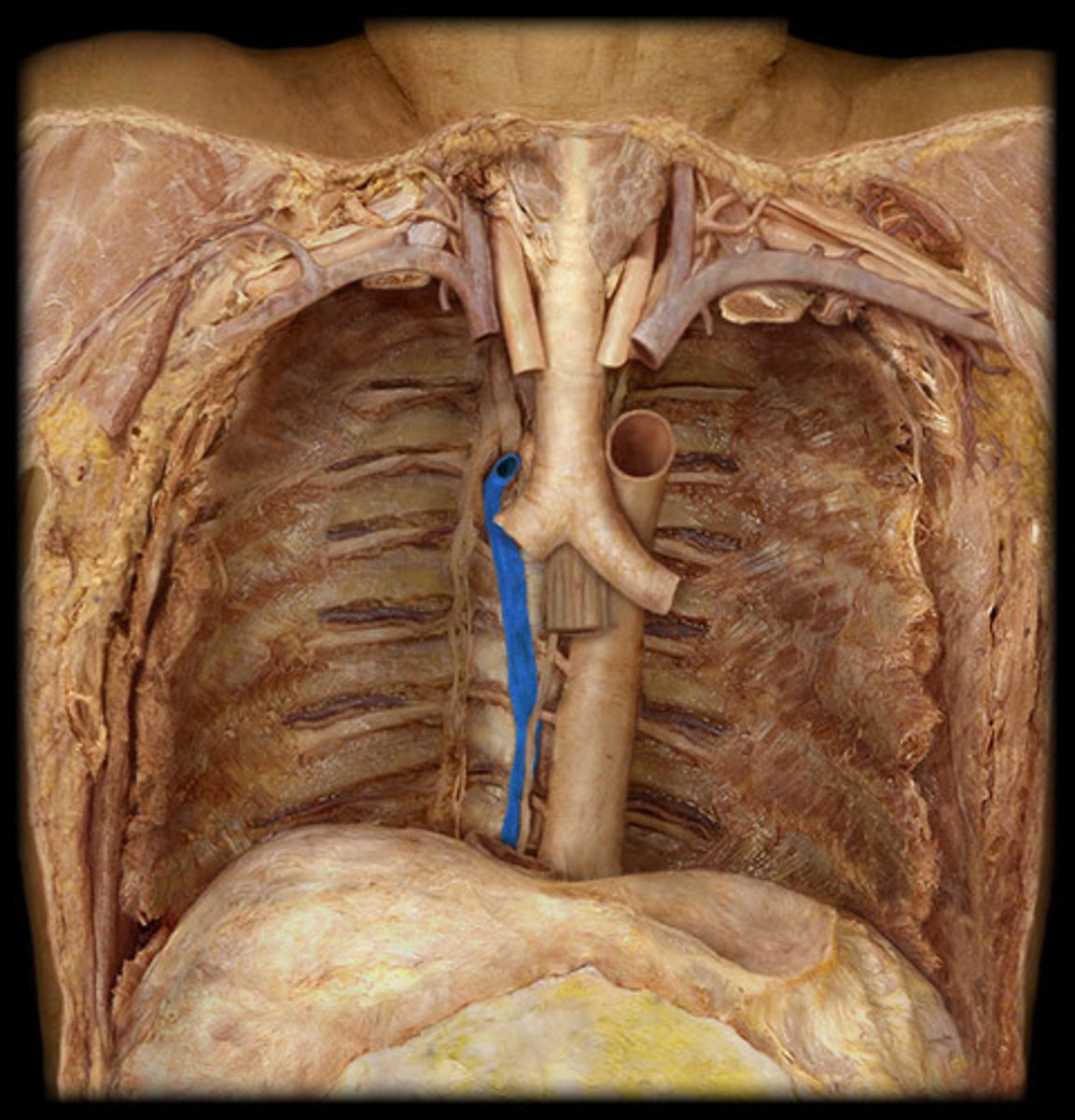 <p>merges with superior vena cava in proximity to right atrium, drains posterior thoracic region</p>