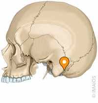 <p>what is this structure and what attaches here</p>