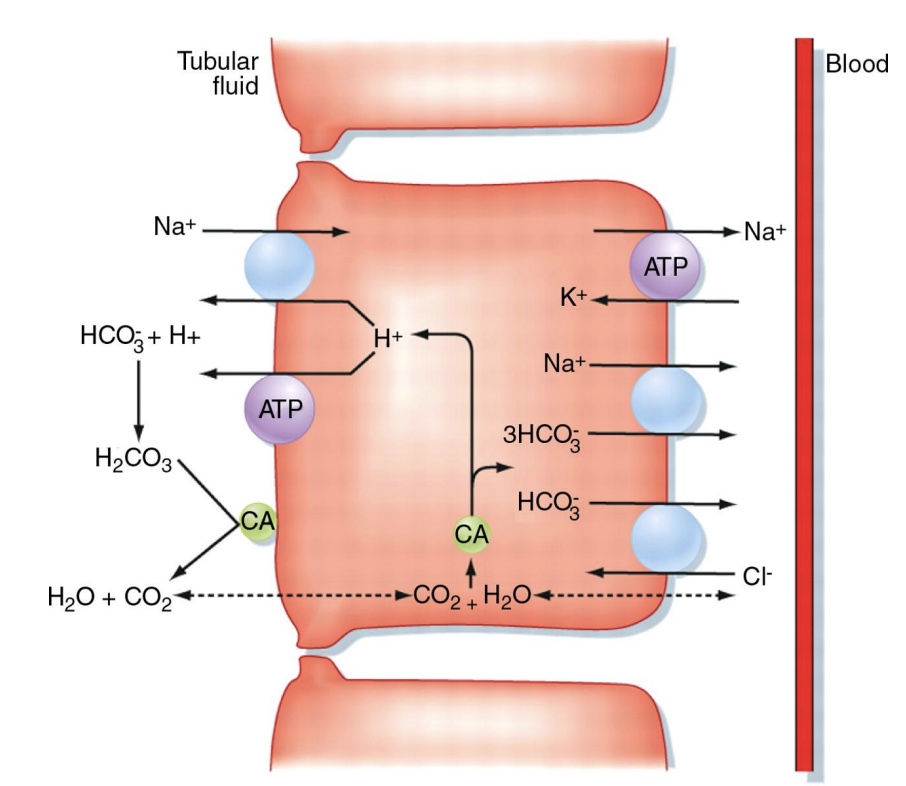 <p><strong>-Intracellular Na+ concentration kept low by active pumping</strong>; This allows diffusion of Na+ from lumen into cell; Net uphill movement</p><p>*nephron does fine-tuning</p><p>-ATP pump powers counter and co-transport, ex: H+; ex: <strong>transports glucose</strong></p>
