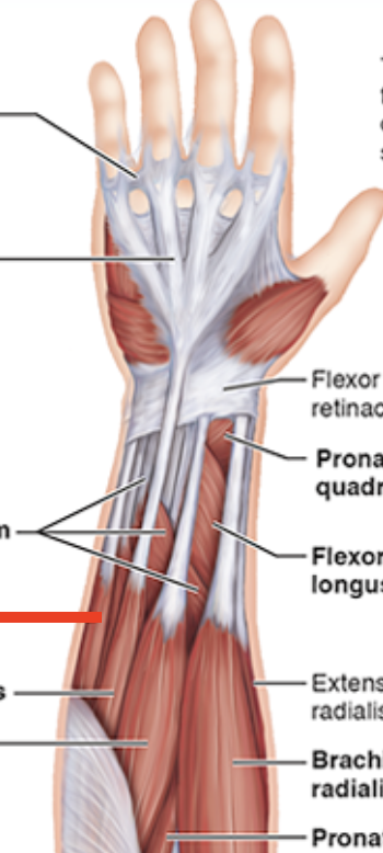 <p>Forearm muscle on pinky side (palm up)</p>