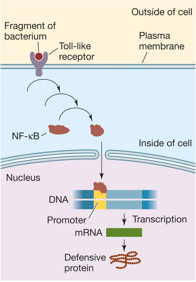 Toll-Like-Receptors/tough outer covering

in the plasma membrane

recognize nonself cells 