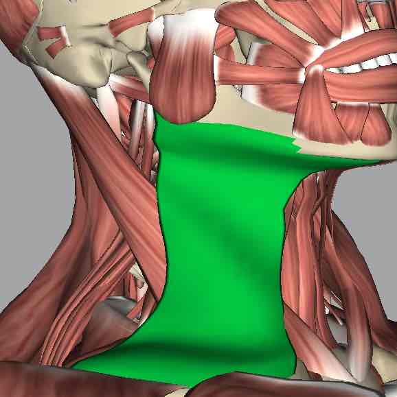 <p>Muscle that tenses the skin of the neck.</p>