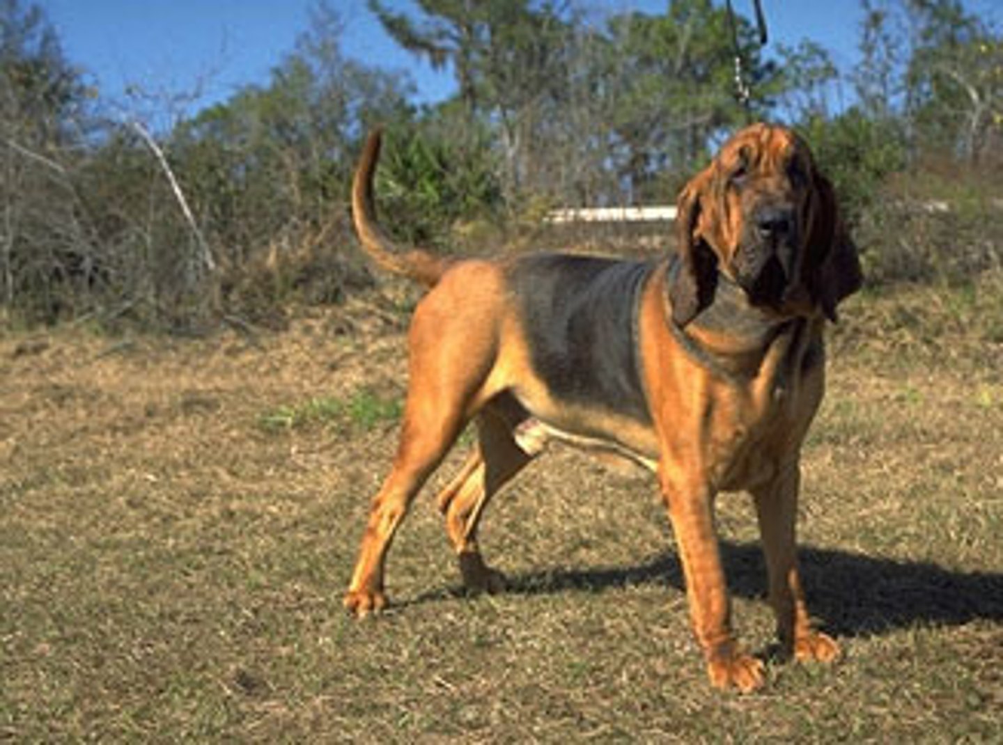 <p>Hound</p>