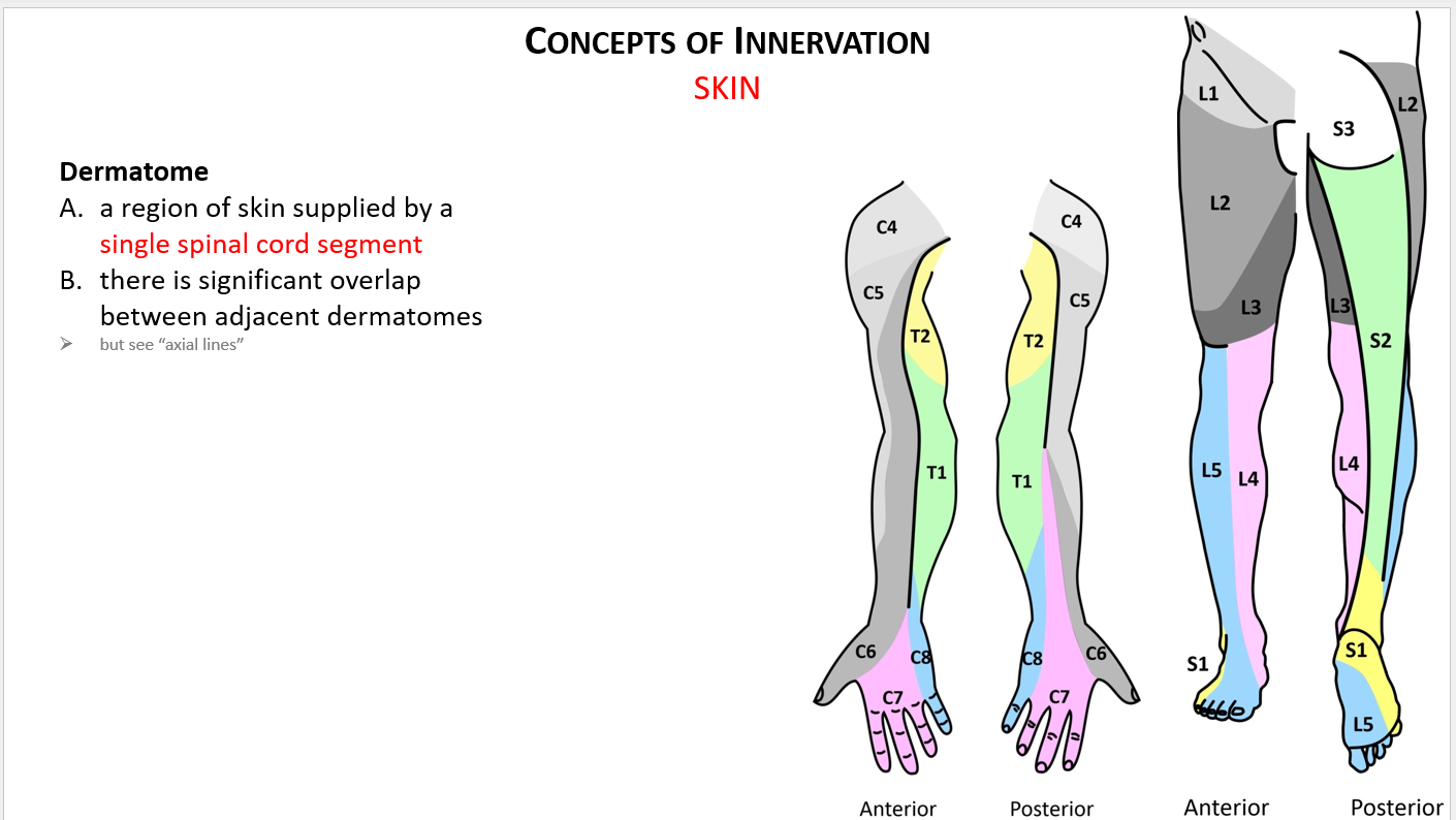 <p>What sensory and motor symptoms would you see with cervical disc herniations of C7 and C8?</p>