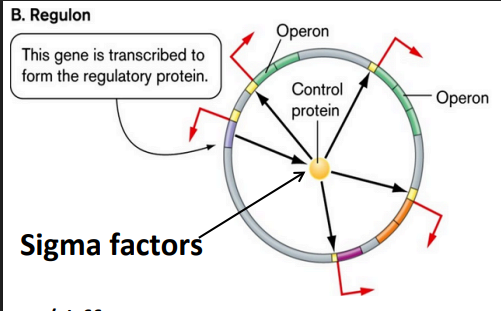 <p>controls <strong><u>multiple operons</u></strong></p><ul><li><p>collectively <strong><u>control operons common to particular metabolism</u></strong> via <strong><u>specific sigma factor</u></strong></p></li></ul><p></p>