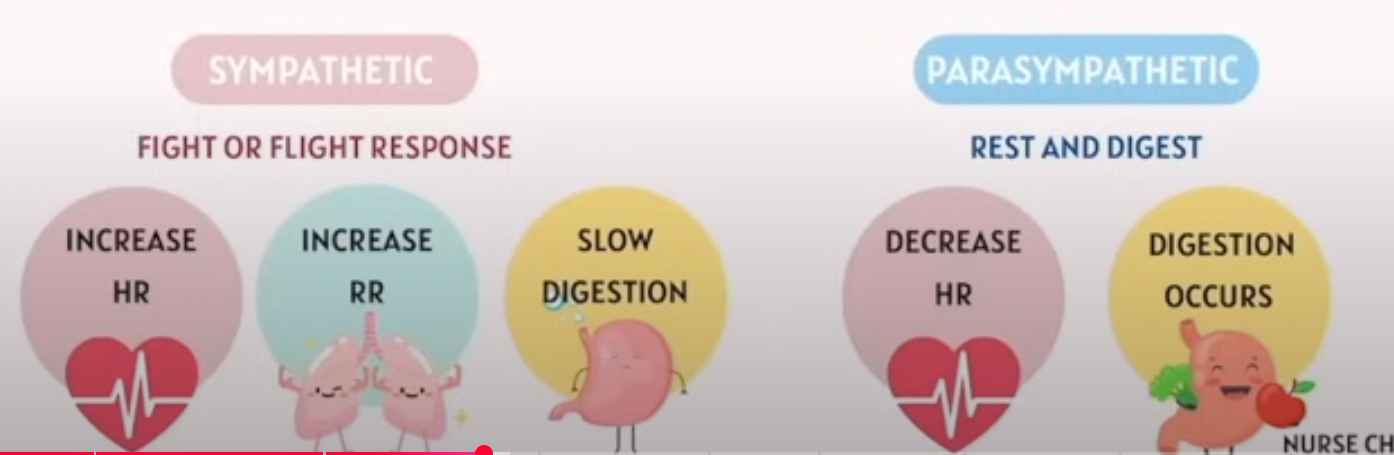 <p>Everything outside of the Brain and Spinal Cord</p><p></p><p>Autonomic Nervous System</p><p>Responsibility: </p><ol><li><p>Internal Temperature</p></li><li><p>Regulating GI functions</p></li><li><p>Excretory and Endocrine System</p></li><li><p>Cardiac Activities</p></li></ol><p></p><p></p><p></p><ol><li><p>Sympathetic: Fight or Flight</p></li><li><p>Parasympathetic: Rest and Digest </p></li></ol><p></p><p>Somatic Nervous System</p><p>Responsibility: </p><ol><li><p>Motor function of skeletal muscle (Voluntary)</p></li></ol><p></p>
