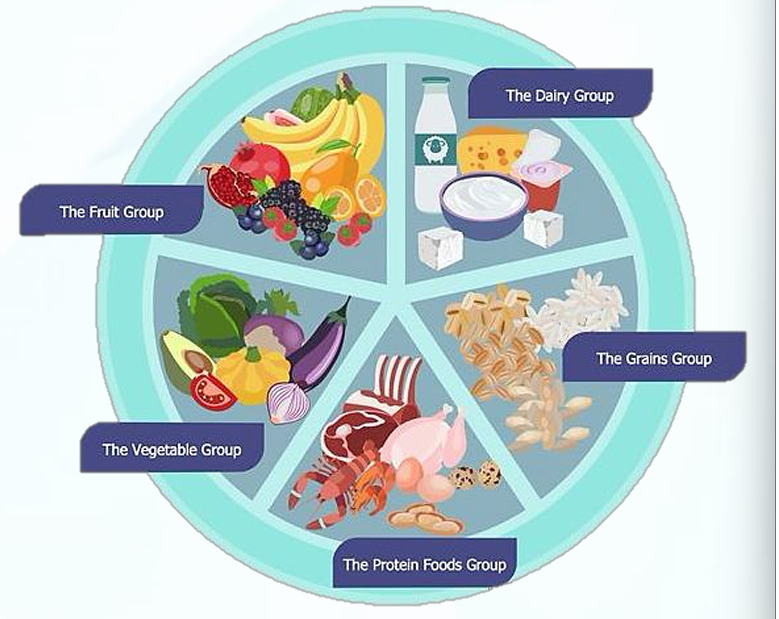 <p>the <strong>DAIRY </strong>group</p><p>the <strong>FRUIT </strong>group</p><p>the <strong>VEGETABLE </strong>group</p><p>the <strong>GRAINS </strong>group</p><p>the <strong>PROTEIN FOODS</strong> group</p>
