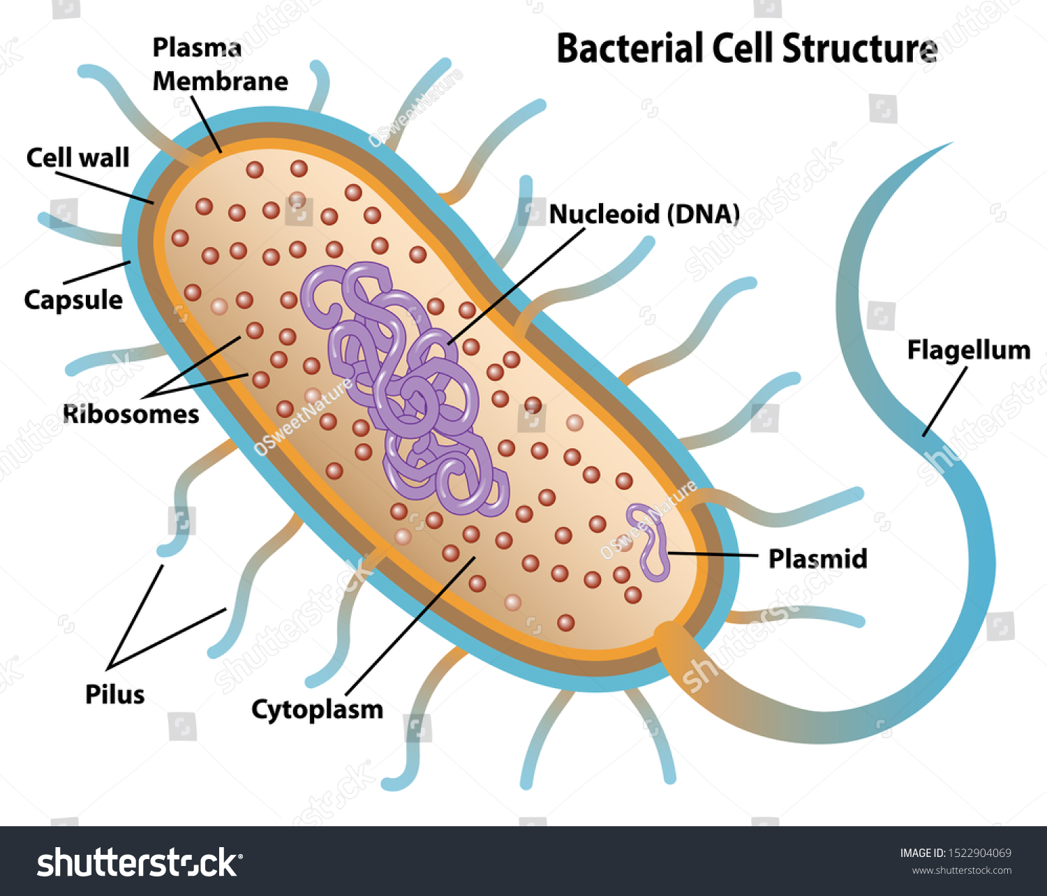 <ul><li><p>Cytoplasm, </p></li><li><p>nucleoid (lighter part of cytoplasm where single naked polymer/molecule of DNA/chromosome is located), </p></li><li><p>70S ribosomes, </p></li><li><p>plasma membrane, </p></li><li><p>cell wall made from peptidoglycans (sugars and proteins)</p></li><li><p>pili are exterior extensions/appendages made from proteins that can transfer genetic material and attach the bacteria to another surface</p></li><li><p>flagella are appendages for movement</p></li><li><p>plasmids are small circle DNA that is often transfered</p></li><li><p>meosome are the powerhouse of the prokaryotes, produce energy/ATP</p></li><li><p>capsule is an outer layer that protects the bacteria from different environments and resists it from bursting </p></li></ul><p></p>