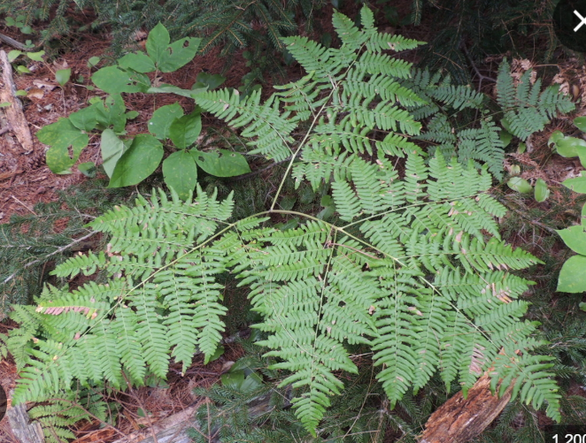 <p><em>Pteridium aquilinum</em></p>