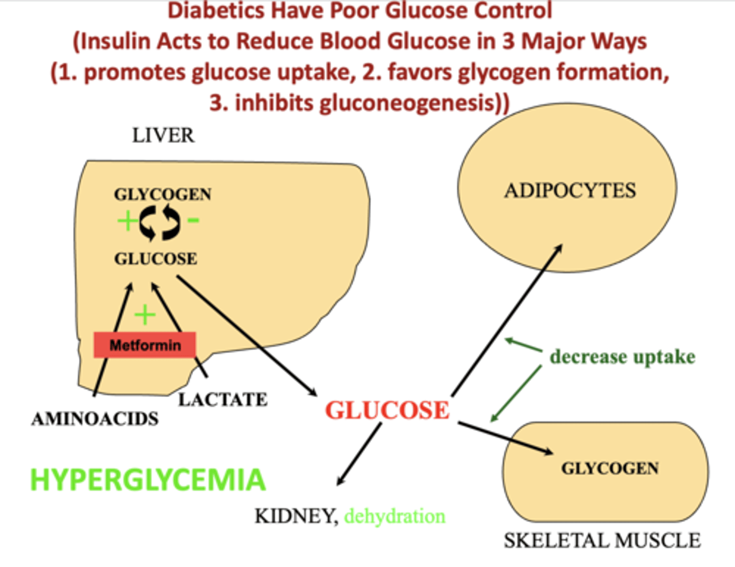 <p>1. Promotes glucose uptake</p><p>2. Favors glycogen formation</p><p>3. Inhibits gluconeogenesis</p>