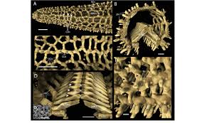 <p>calcerous skeletal elements of Echinodermata that form a 3-D lattice strucutre </p><p>formed in the dermis by scleocytes </p><p>held together by collagenous connective tissue </p><p>make up the spines of ecnhidermata c</p>