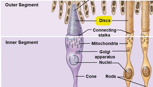 <p>Inner segment of rods and cones</p>