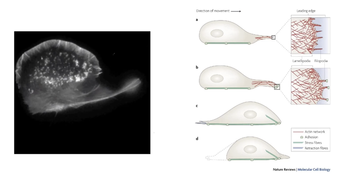 <ul><li><p><strong>Reorganization of actin filaments</strong> pushes cell membrane outward</p></li><li><p>Forms two structures:</p><ul><li><p><strong>Lamellipodia</strong> = broad, fan-like membrane expansions</p></li><li><p><strong>Filopodia</strong> = thin, finger-like projections</p></li></ul></li><li><p><strong>Steps in movement:</strong></p><ul><li><p>Leading edge forms</p></li><li><p>Lamellipodia spread (fan like expansions)</p></li><li><p>Filopodia extend</p></li><li><p>Cell moves in direction of leading edge</p></li></ul></li><li><p>All require <strong>dynamic remodeling of actin</strong></p></li></ul><p></p>