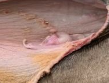 <p>What structure in pelicans is a septum or projection in the glottis, and makes them more difficult to intubate, requiring a smaller tube?</p>