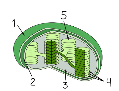 stacks of thylakoids