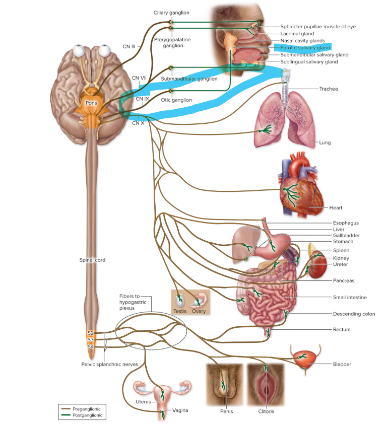 <ul><li><p>preganglionic neurons: <strong>medulla oblongata</strong></p></li><li><p>autonomic ganglia: <strong>otic ganglion</strong></p></li><li><p>effectors: <strong>parotid salivary glands</strong></p></li></ul><p></p>