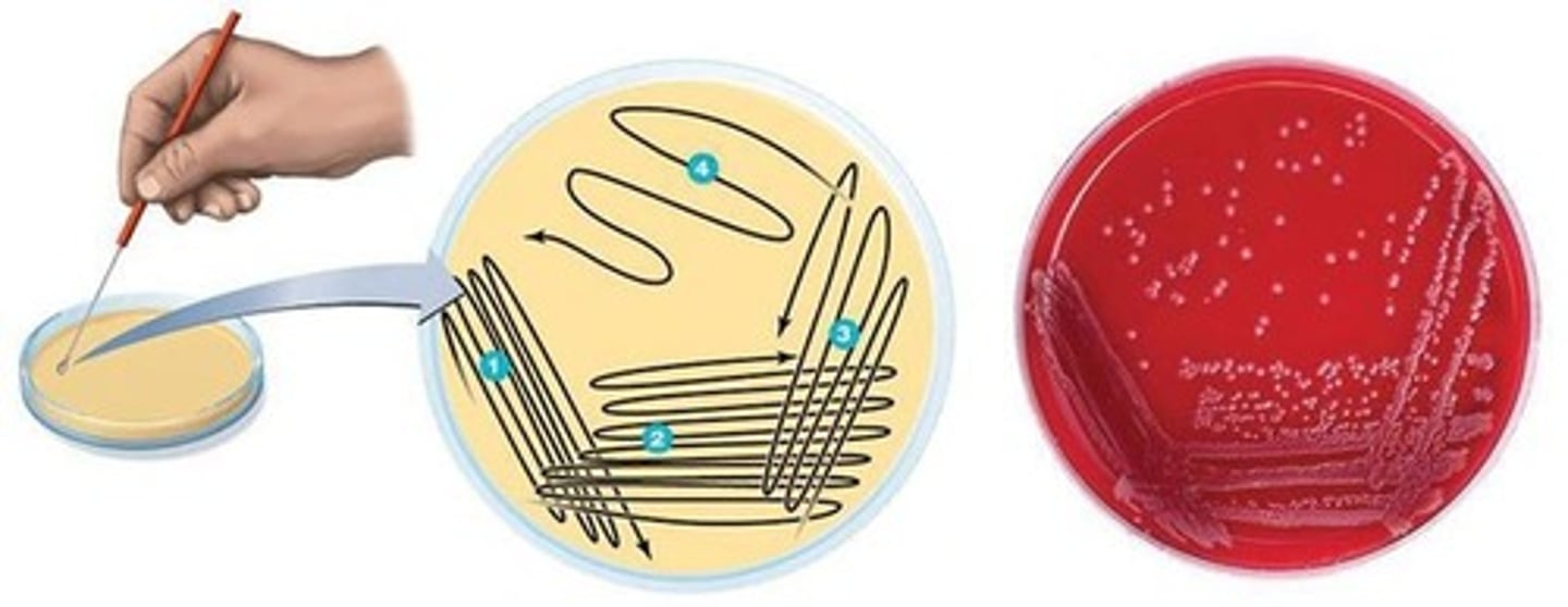<p>To dilute bacteria cells to obtain individual colonies on an agar plate.</p>