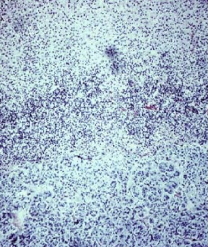 What cell type is this?