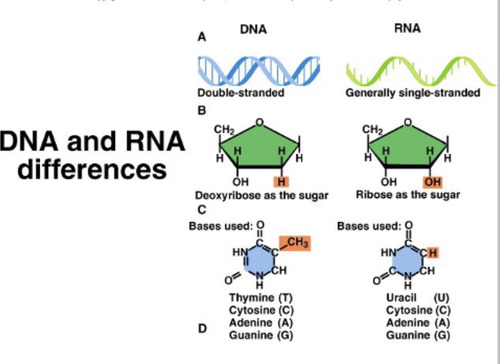 <p>Double stranded, has deoxyribose as the sugar, bases are ATCG</p>