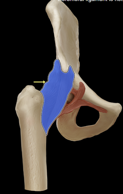 <p>Iliofemoral ligament</p>