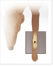 <ul><li><p>Sternal recumbency with affected lumb extended forward onto X-ray plate&nbsp;</p></li><li><p>Turn head away from limb &amp; place on foam block, secure with sandbag over neck</p></li></ul><p></p>