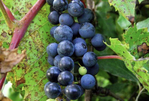 <p>wild grape </p>