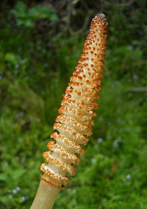 Brown, 2in spore cone (giant horsetail)