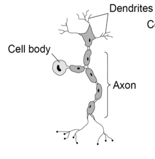 <p>connect PNS to CNS. have long dendrites and short axons</p>
