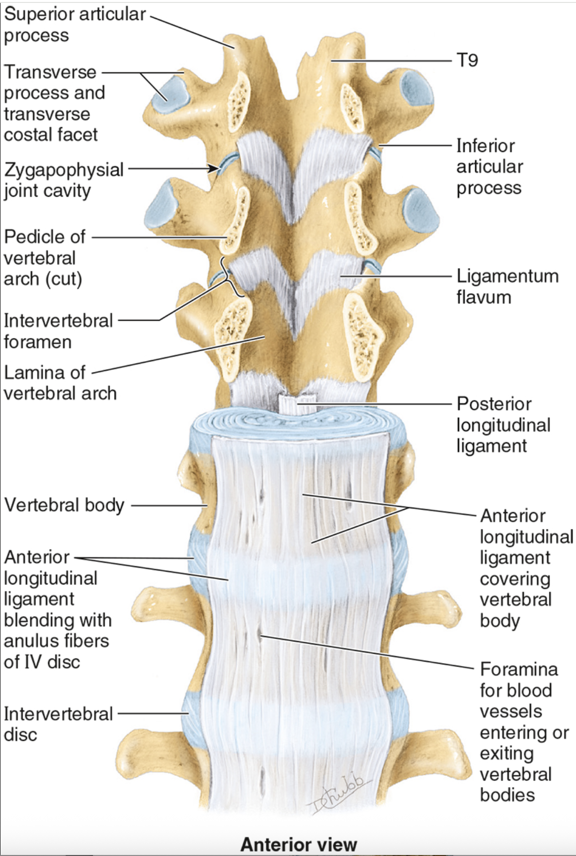 <ul><li><p>occiput to sacrum</p></li><li><p>supports anteriorly, restricts hyperextension (only one to do this!!)</p></li><li><p>wider than posterior ligament</p></li></ul><p></p>