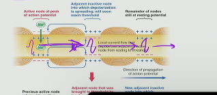 <p>Saltatory Conduction in neurons is when an AP is being elicited through the neuron at the axon region where it takes “big steps” and does the AP at the Nodes of Ranvier</p>