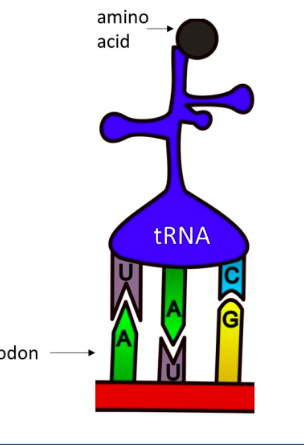 <p>molecules like matchmakers, they match a codon to an amino acid</p>