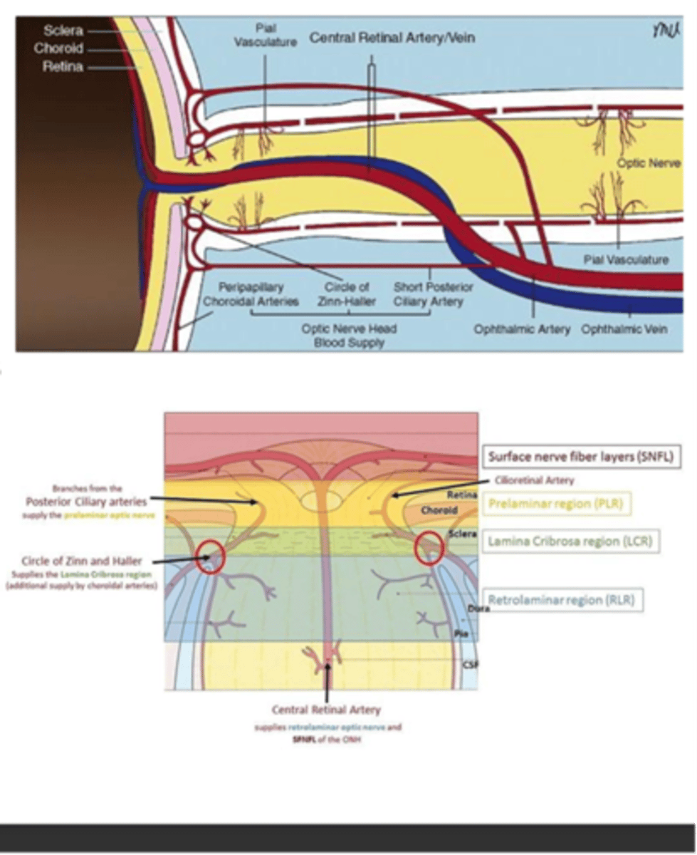 <p>-Circle of Zinn-Haller</p><p>-SPCA</p><p>-Peripapillary vessels</p>
