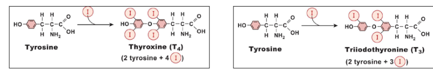 <ul><li><p class="">The number in the name tells you the number of <strong>iodine atoms</strong>!</p><ul><li><p class=""><strong>T4 = 4 iodines</strong></p></li><li><p class=""><strong>T3 = 3 iodines</strong></p></li></ul></li></ul><p></p>