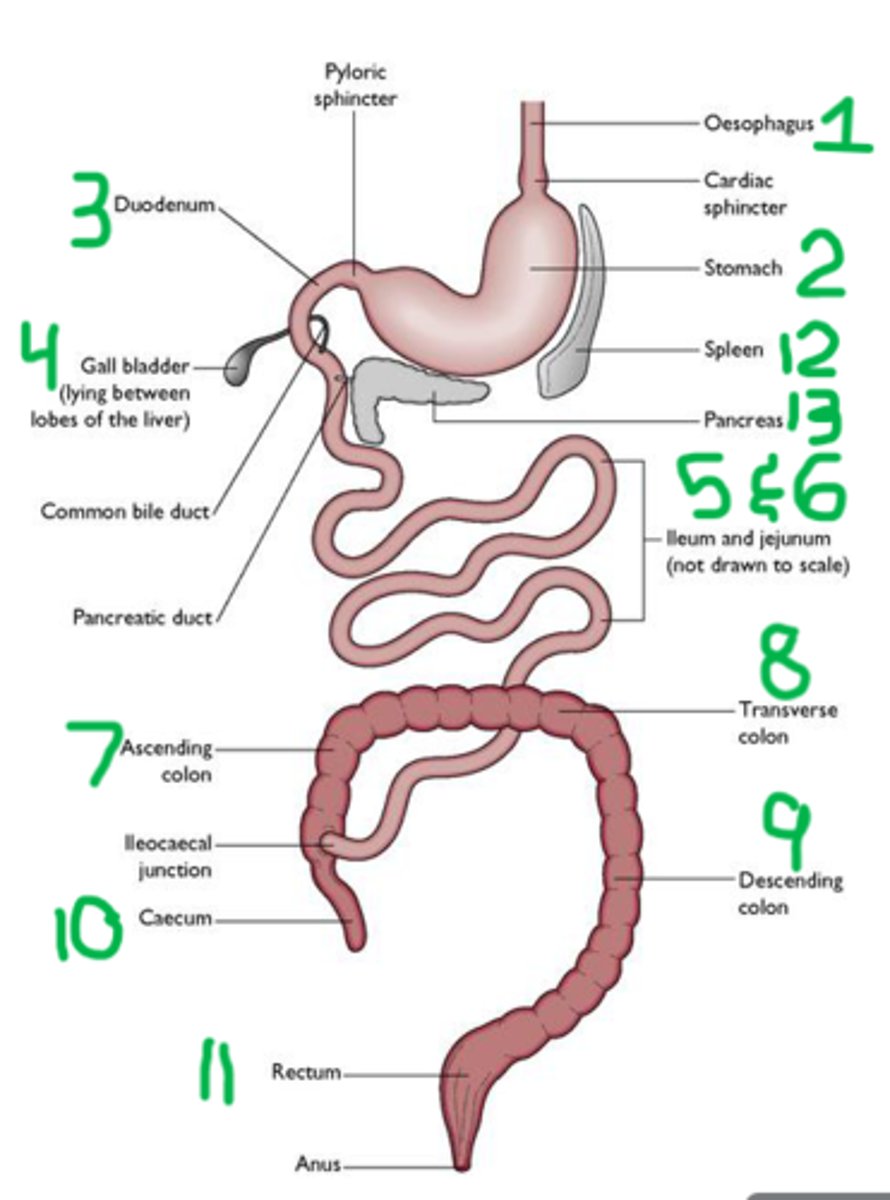 knowt flashcard image