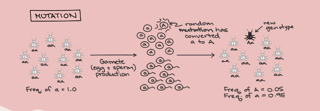 <ul><li><p>disrupt equilibrium of allele frequencies by introducing new alleles into a population</p></li><li><p>permanent changes in the gene sequence of DNA</p><ul><li><p>alter genes + alleles leading to genetic variation in a population</p></li></ul></li></ul>