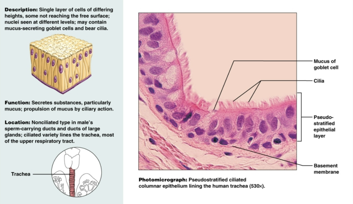 <p>Single layer of cells of differing heights, some not reaching free surface; nuclei seen at different levels. Functions to secrete substances, particularly pushing mucus in trachea </p>