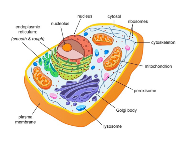 <p>What is the role of a lysosome ?</p>