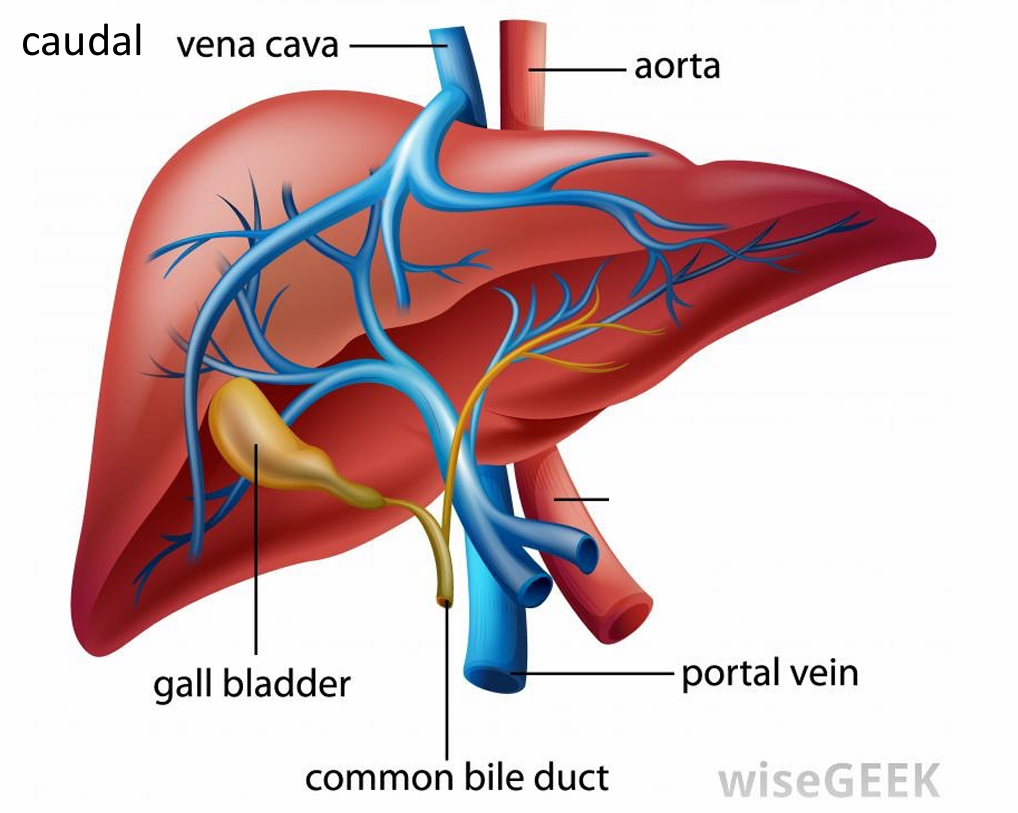 <ul><li><p>Where blood vessels and nerves enter the liver</p><ul><li><p>Portal vein</p></li></ul></li></ul><p></p>