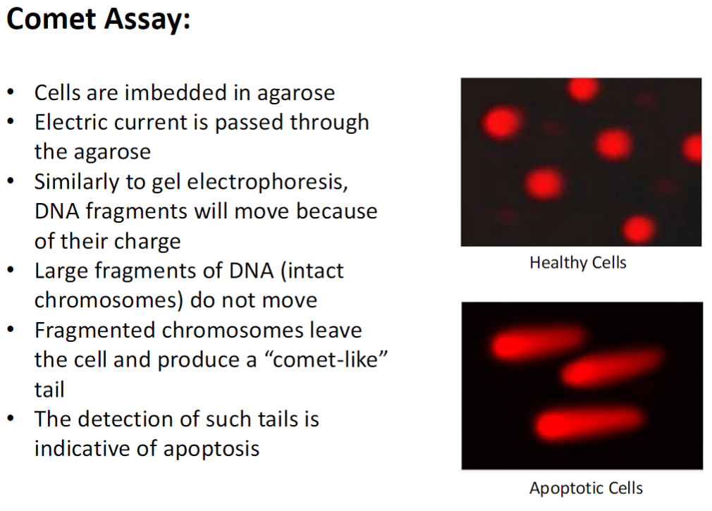 <p><strong>Procedure</strong><br> Cells embedded in agarose<br> Electric current passed through agarose<br> DNA fragments move according to charge, similar to gel electrophoresis</p><p><strong>DNA Movement</strong><br> Large DNA fragments (intact chromosomes) remain in place<br> Fragmented DNA leaves the cell and forms a “comet-like” tail</p><p><strong>Interpretation</strong><br> Presence of comet tails indicates apoptosis<br> Healthy cells show minimal or no tail, apoptotic cells show prominent tail</p>
